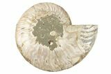 Cut & Polished Ammonite Fossil (Half) - Madagascar #191557-1